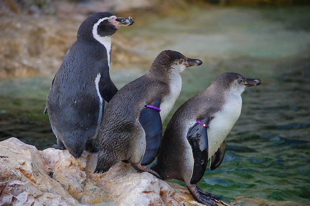 Foto pinguini per lago