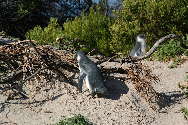 Foto città del capo dei pinguini in sud africa