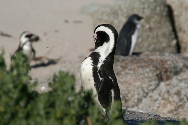 Penguins Cape town south africa