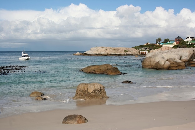 Penguins Cape town south africa