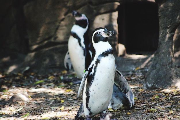 森のペンギン
