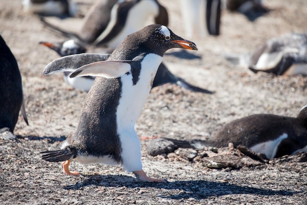 地上にあるペンギン
