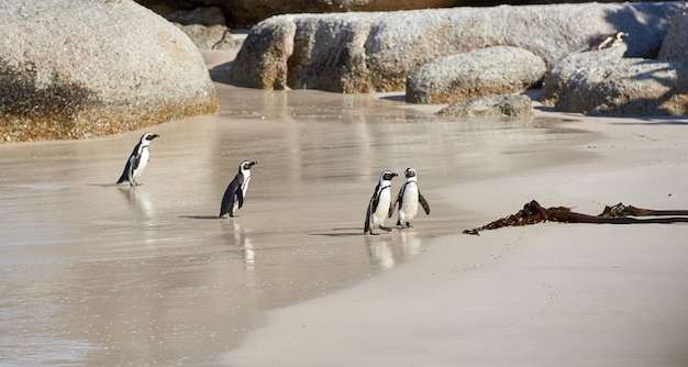 Penguins Group of black footed penguins at Boulders Beach South Africa waddling on a sandy wet shore Colony of cute endangered jackass or cape penguins from the spheniscus demersus species