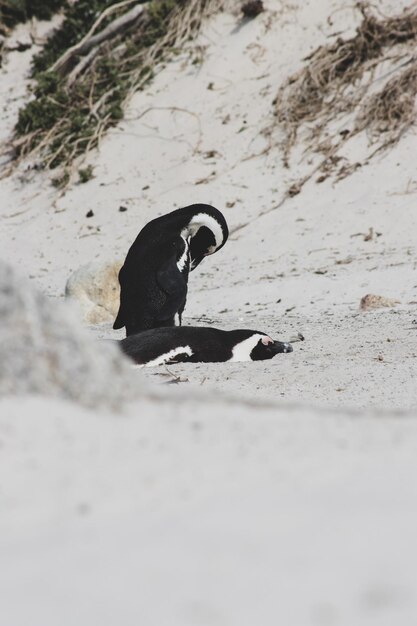 写真 自然の生息地にいるペンギン 南極の野生動物の親密なポートレート