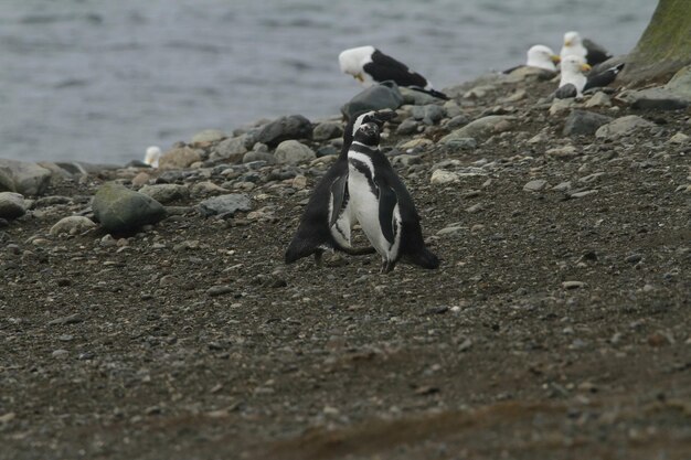 Пингвины на острове Магдалена Чили