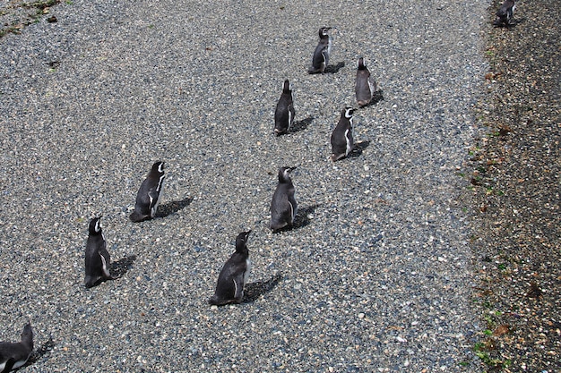 Penguins on the island in Beagle channel close Ushuaia city, Tierra del Fuego, Argentina