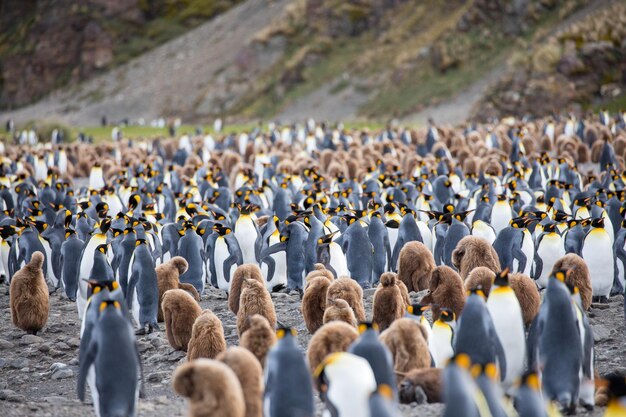 写真 フィールドのペンギン