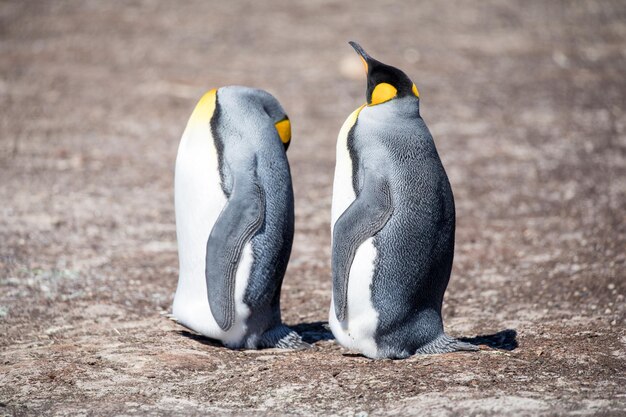 Фото Пингвины на поле
