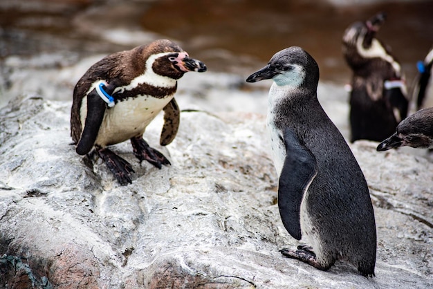冬に岩の上にいるペンギン
