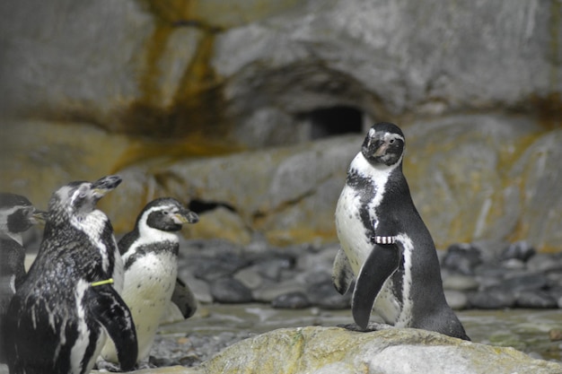 岩の上にあるペンギン