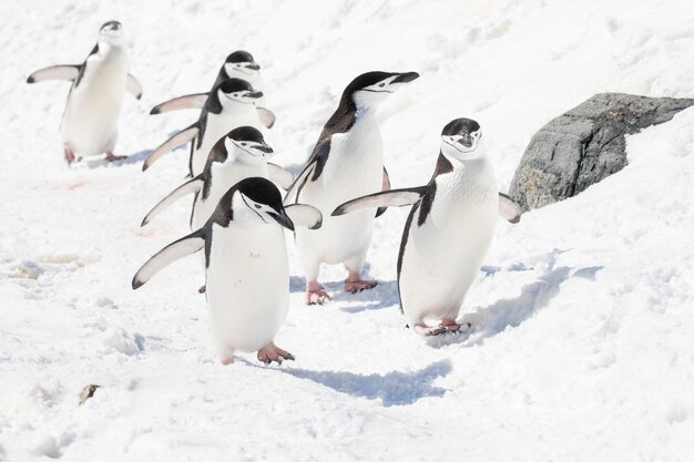 Photo penguins on snow covered field