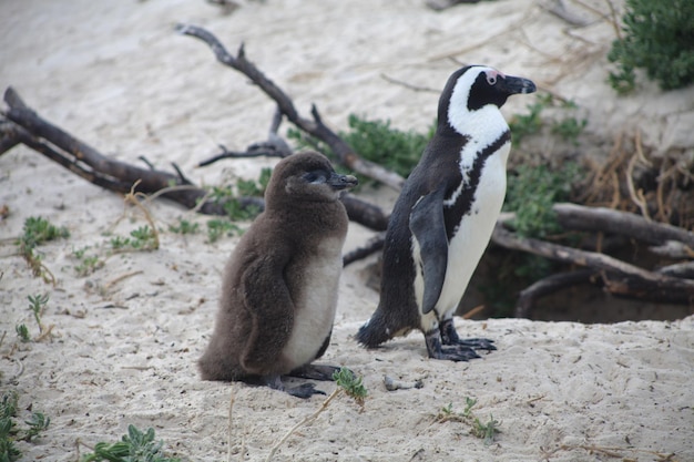 フィールドに立っているペンギン