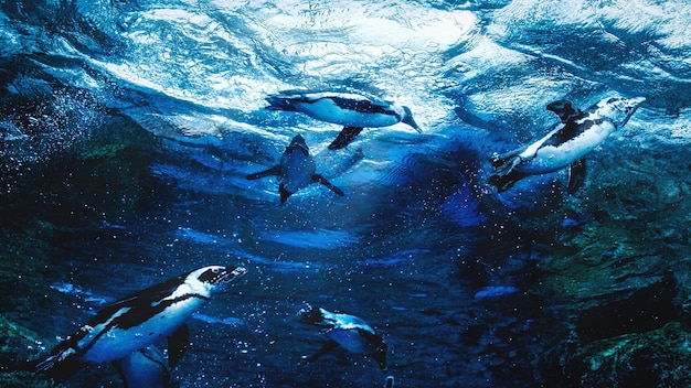 Photo penguins swimming in sea