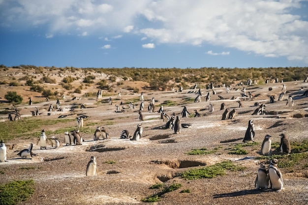 Penguins and their nests