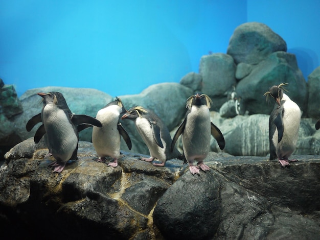 Foto pinguini in cima a una roccia allo zoo