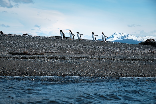 Penguins walking on the shore near the sea