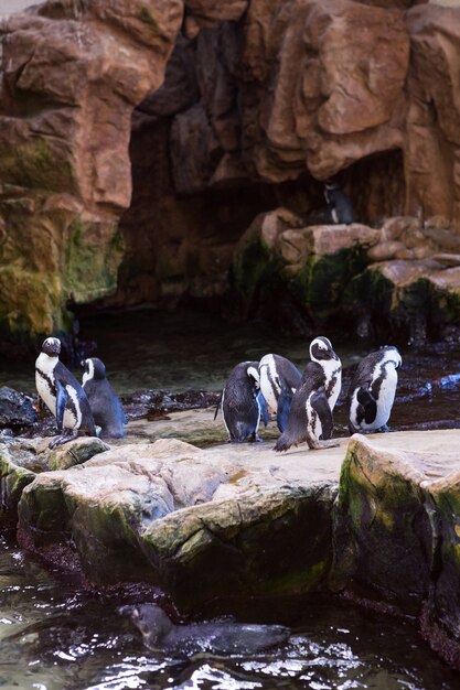 Penguins walking in stones 