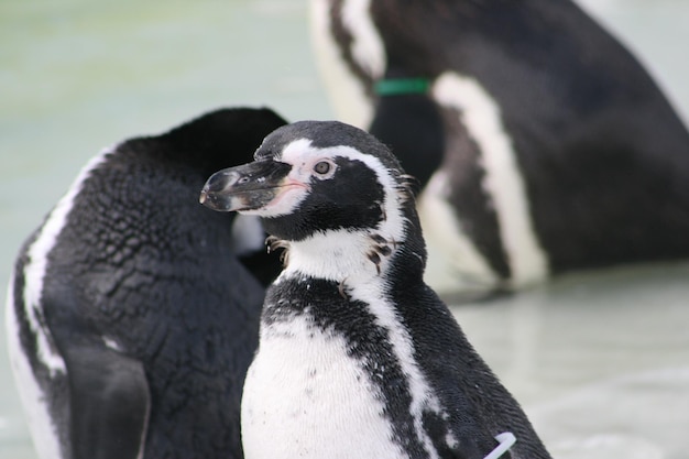 Photo penguins in water