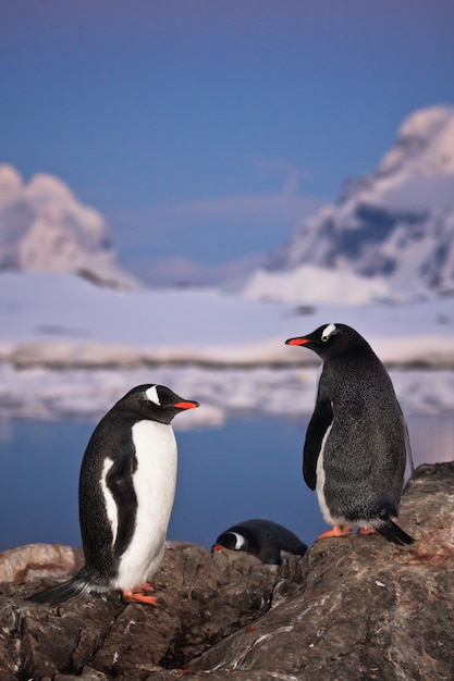 penguins in a winter landscape