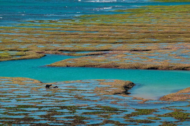 Peninsula Valdes sea landscape, ot low tide, Peninsula Valdes, Patagonia, Argentina