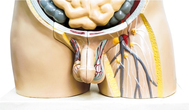 Foto penis in mannelijke menselijke anatomie model voor studie onderwijs medische cursus geïsoleerd op wit