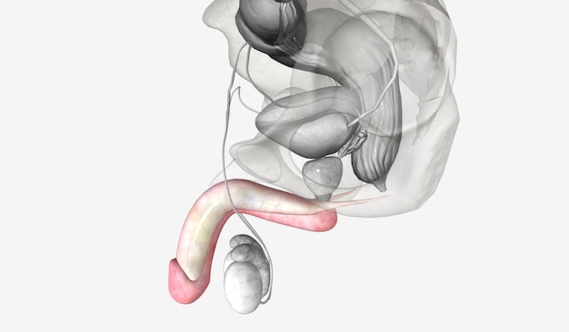 The penis is the largest part of the external male genitals