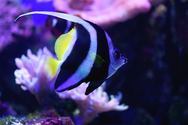 Pennant pesce farfalla in un acquario marino, white feather kabuba (heniochus acuminatus)