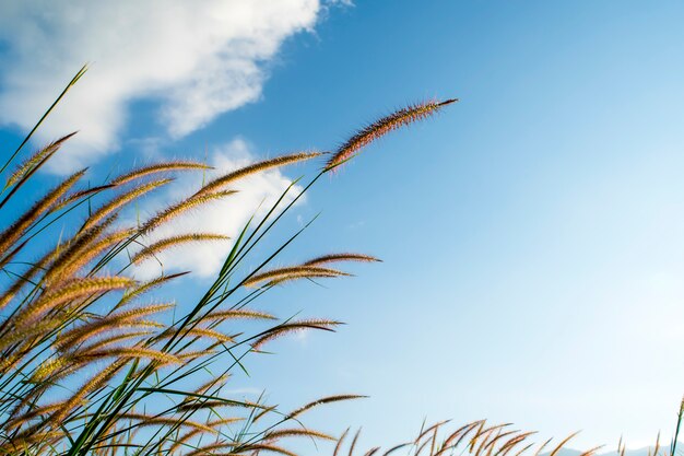 Pennisetum bloem zacht