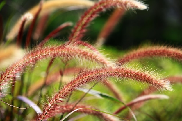 Pennisetum Feather 또는 Fountain Grass 또는 Pennisetum Setaceum 다채로운 풀들이 들판에서 자라고 있습니다.