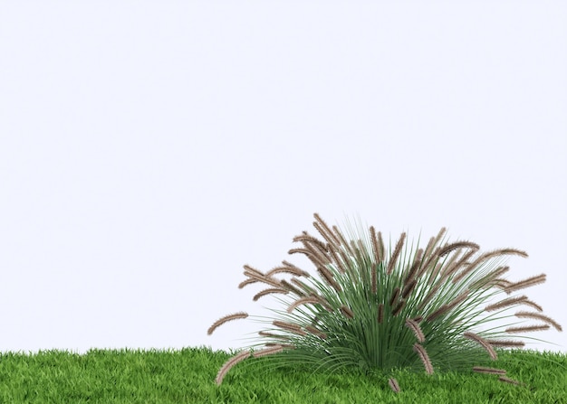 Pennisetum plants and small grasses on a white background