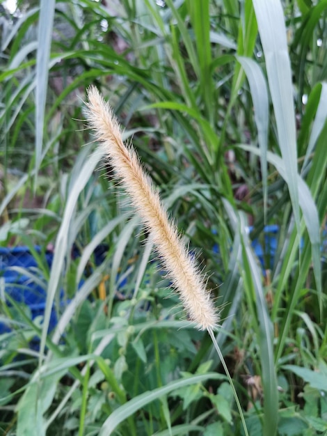 Pennisetum purpureum schumach at the garden