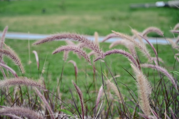 Foto pennisetum setaceum