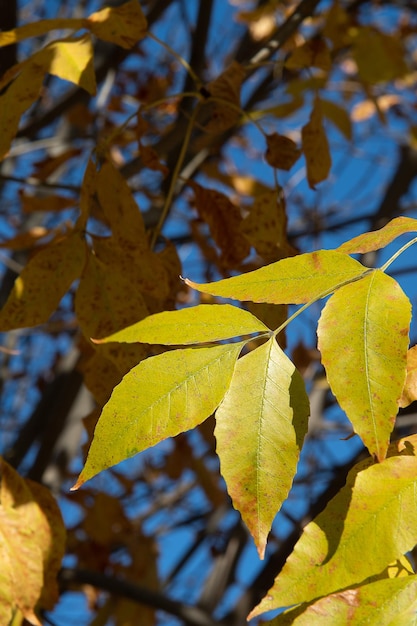 Pennsylvania ash leaves closeup Autumn background picture