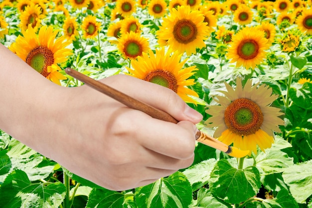 Penseelbroek gele bloemblaadjes van zonnebloem