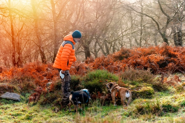 pensioner  with English bulldogs in forest going for a walk in Peak District