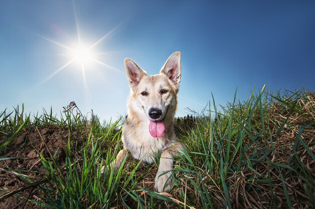 澄んだ青い空と牧草地の太陽光線に対して物思いにふける羊飼いの犬