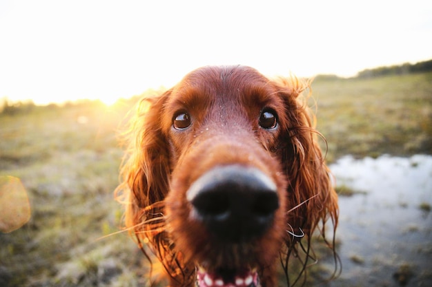 Cane setter irlandese diffidente pensieroso nel prato durante il tramonto