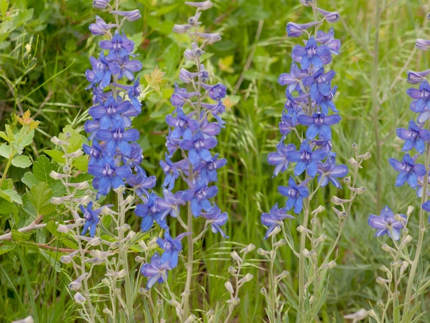Penstemon. Blue wildflowers in Colorado.
