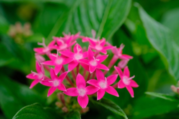 ペンタス・ランセオラータ。エジプトの星団は、茜科の顕花植物の種です。