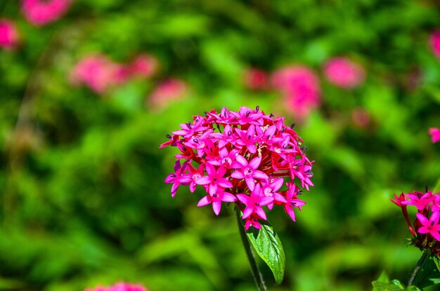 Pentas lanceolata in the garden