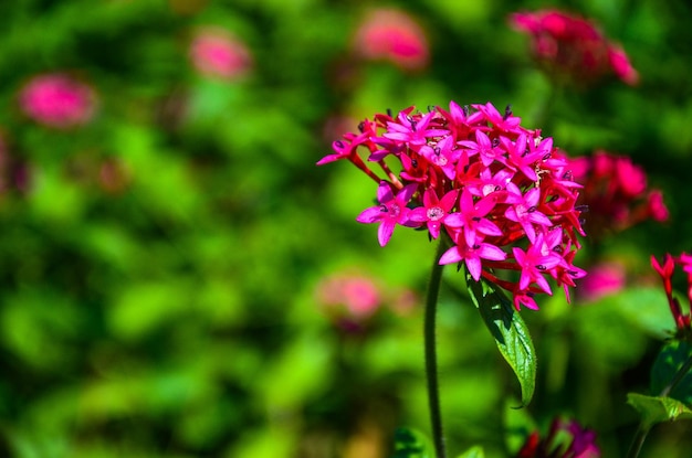 Pentas lanceolata in de tuin