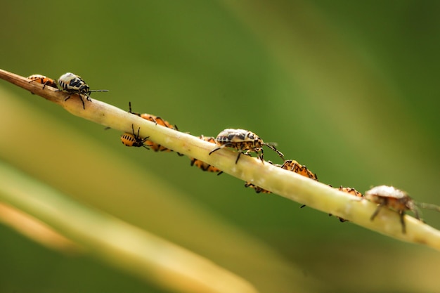 사진 pentatomidae eurydema dominulus 성인 최종 instar 님프 정원에서 방패 버그