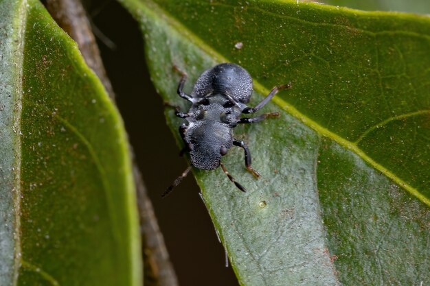 cephalotes 속의 거북이 개미를 모방한 Pentatomomorph Bug