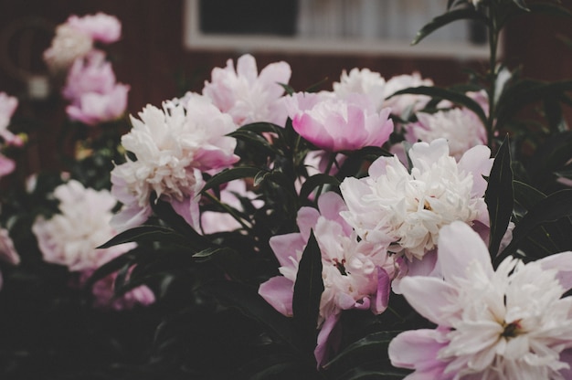 写真 牡丹の花、温かみのある色調、美しい花