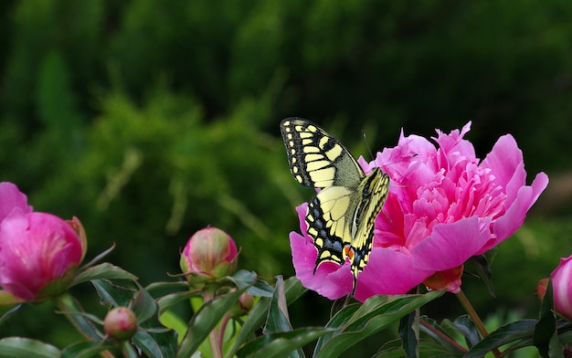 庭に咲く牡丹。ピンクの牡丹の花に明るいカラフルなアゲハチョウ。花を蝶します。