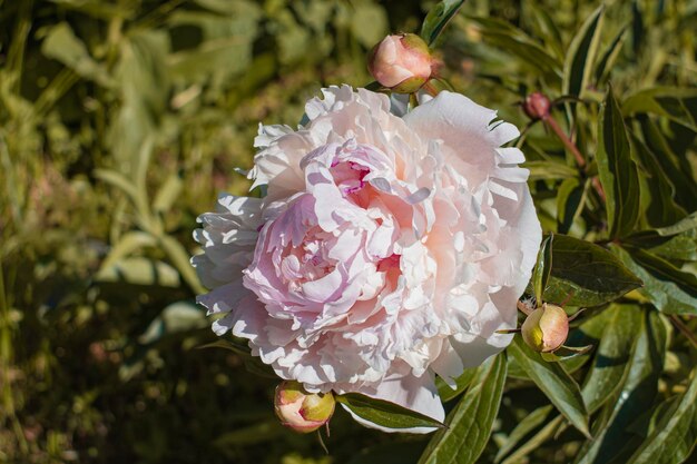 Peonies blooming in the garden in summer