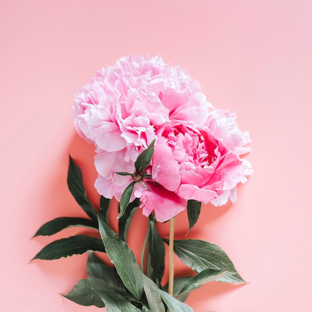 Peonies bouquet flowers in full bloom vibrant pink color isolated on pale pink background. flat lay, top view, space for text. square