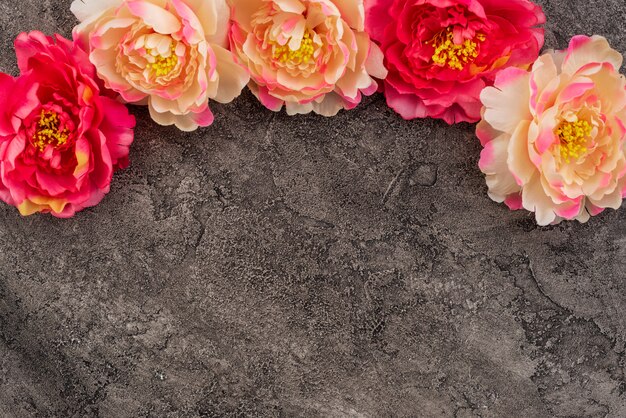 Peonies on bright gray concrete background with copy space.