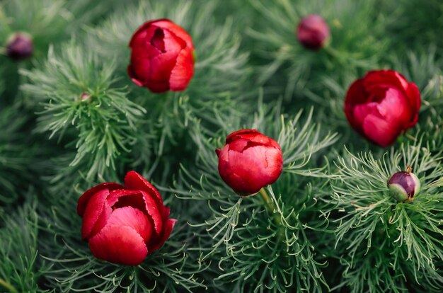 Foto le peonie germogliano i fiori nel giardino