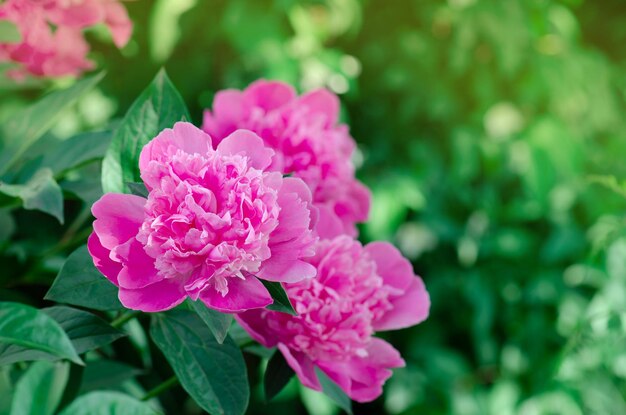 春の牡丹畑ピンクの牡丹の花ピンクの牡丹の束ピンクの咲く牡丹